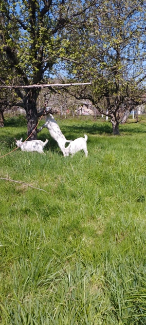 Iade sannen de vanzare - imagine 2