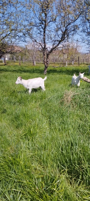 Iade sannen de vanzare - imagine 4