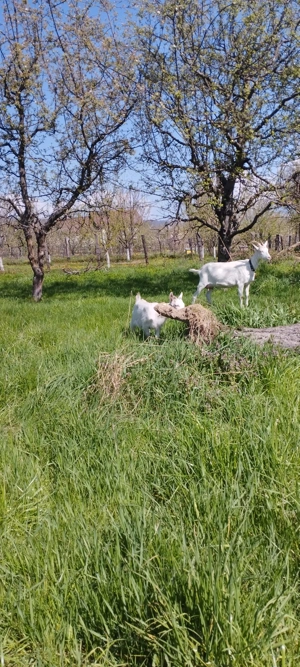 Iade sannen de vanzare - imagine 3