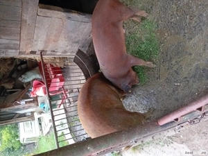 vand porc crescut bio - imagine 2