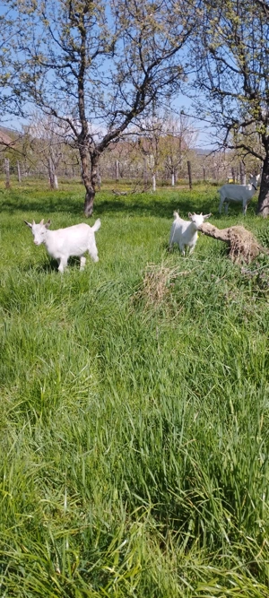 Iade sannen de vanzare - imagine 5