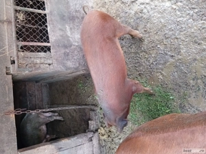 vand porc crescut bio - imagine 3