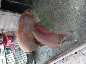 vand porc crescut bio - imagine 4