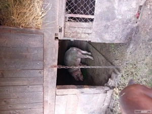 vand porc crescut bio - imagine 5