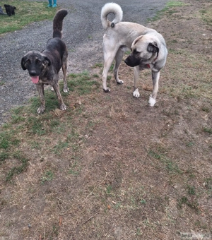Vând căței Kangal - imagine 3 Vând căței Kangal - imagine 3