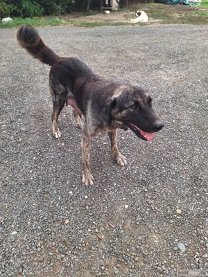 Vând căței Kangal - imagine 4 Vând căței Kangal - imagine 4