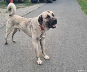 Vând căței Kangal - imagine 5 Vând căței Kangal - imagine 5