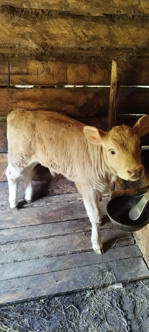 De vânzare juninca  - imagine 2