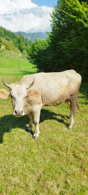 De vânzare juninca  - imagine 3