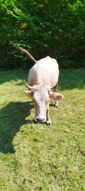 De vânzare juninca  - imagine 4