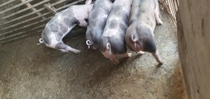 Purcei pietrain belgian