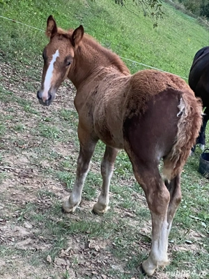 vand iapa  - imagine 3