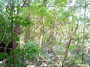 Iam, Casa 5 Camere, Gospodarie, 1439mp Teren, Pret Negociabil - imagine 12