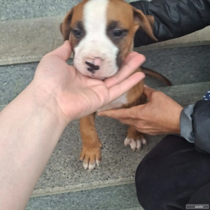 puiuți Amstaff  - imagine 5