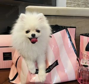 Fetița Pomeranian pedigree FCI