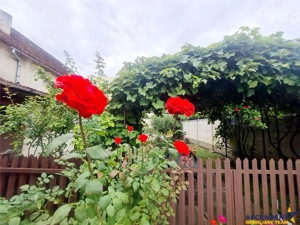 Poveste saseasca la umbra vitei de vie,cu crama,gradina flori,Central,Codlea - imagine 9