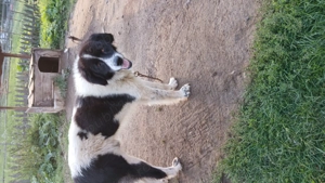 Vând ciobănesc de Bucovina  - imagine 2 Vând ciobănesc de Bucovina  - imagine 2