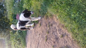 Vând ciobănesc de Bucovina  - imagine 3 Vând ciobănesc de Bucovina  - imagine 3