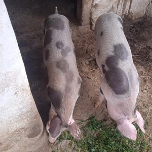 O purcea și un mascure castrat la 70 kg  - imagine 2 O purcea și un mascure castrat la 70 kg  - imagine 2