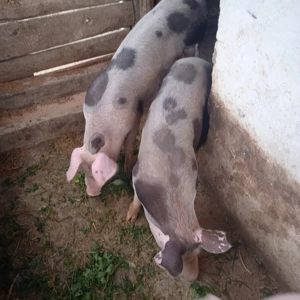 O purcea și un mascure castrat la 70 kg  - imagine 3 O purcea și un mascure castrat la 70 kg  - imagine 3