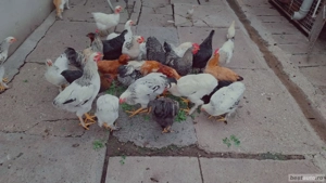 Vand cocosi  - imagine 2