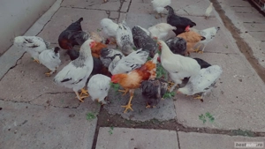 Vand cocosi  - imagine 4