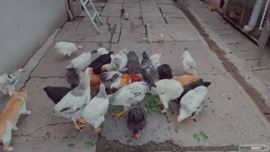 Vand cocosi  - imagine 3