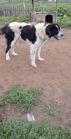 Vând ciobănesc de Bucovina  - imagine 4 Vând ciobănesc de Bucovina  - imagine 4