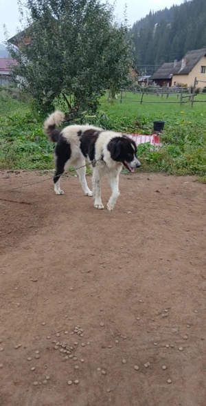Vând ciobănesc de Bucovina  - imagine 5 Vând ciobănesc de Bucovina  - imagine 5