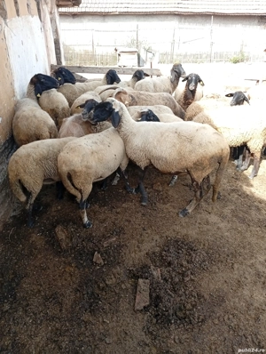 vand oi carabașe - imagine 2