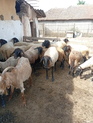 vand oi carabașe - imagine 3