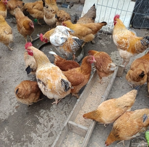 vand pui crescuți natural