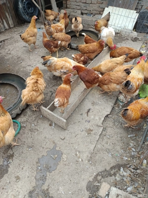 vand pui crescuți natural  - imagine 2 vand pui crescuți natural  - imagine 2