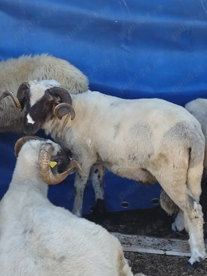 Vand doi berbeci mior si stramior  - imagine 2