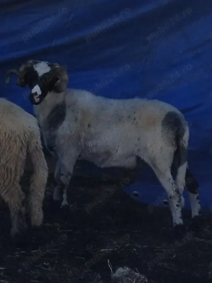 Vand doi berbeci mior si stramior 