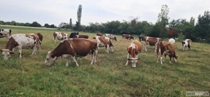 Vand lot vaci baltata românească 