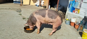 porci de țară - imagine 3