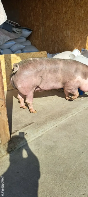 porci de țară - imagine 4