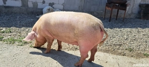 porci de țară - imagine 5