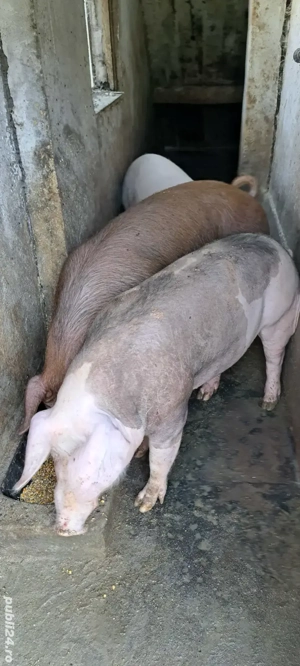 porci de țară - imagine 2
