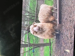 Vand berbec de 3 ani - imagine 3