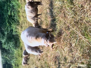 Vand berbec de 3 ani - imagine 2