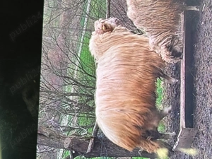 Vand berbec de 3 ani