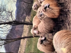 Vand berbec de 3 ani - imagine 4