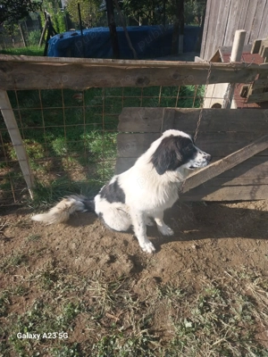 Donez cătelusa tanara