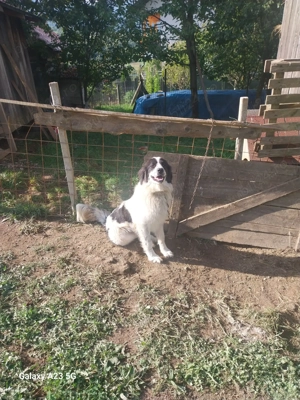 Donez cătelusa tanara - imagine 2 Donez cătelusa tanara - imagine 2