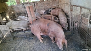 Vînd porci  - imagine 3