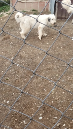 Catele Ciobanesc Romanesc carpatin - imagine 4