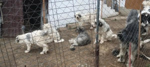 Caini Ciobanesc Romanesc carpatin