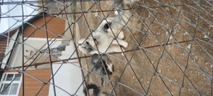 Catele Ciobanesc Romanesc carpatin - imagine 5